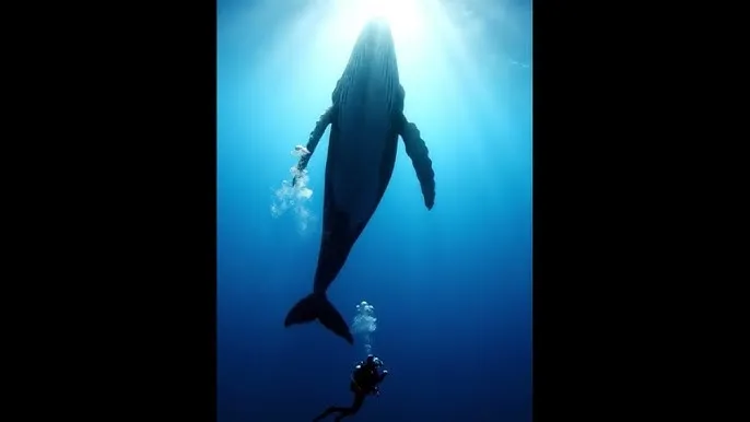 美国ZOOm人狗欢迎你 - 深蓝星球：探索海洋深处的未知世界